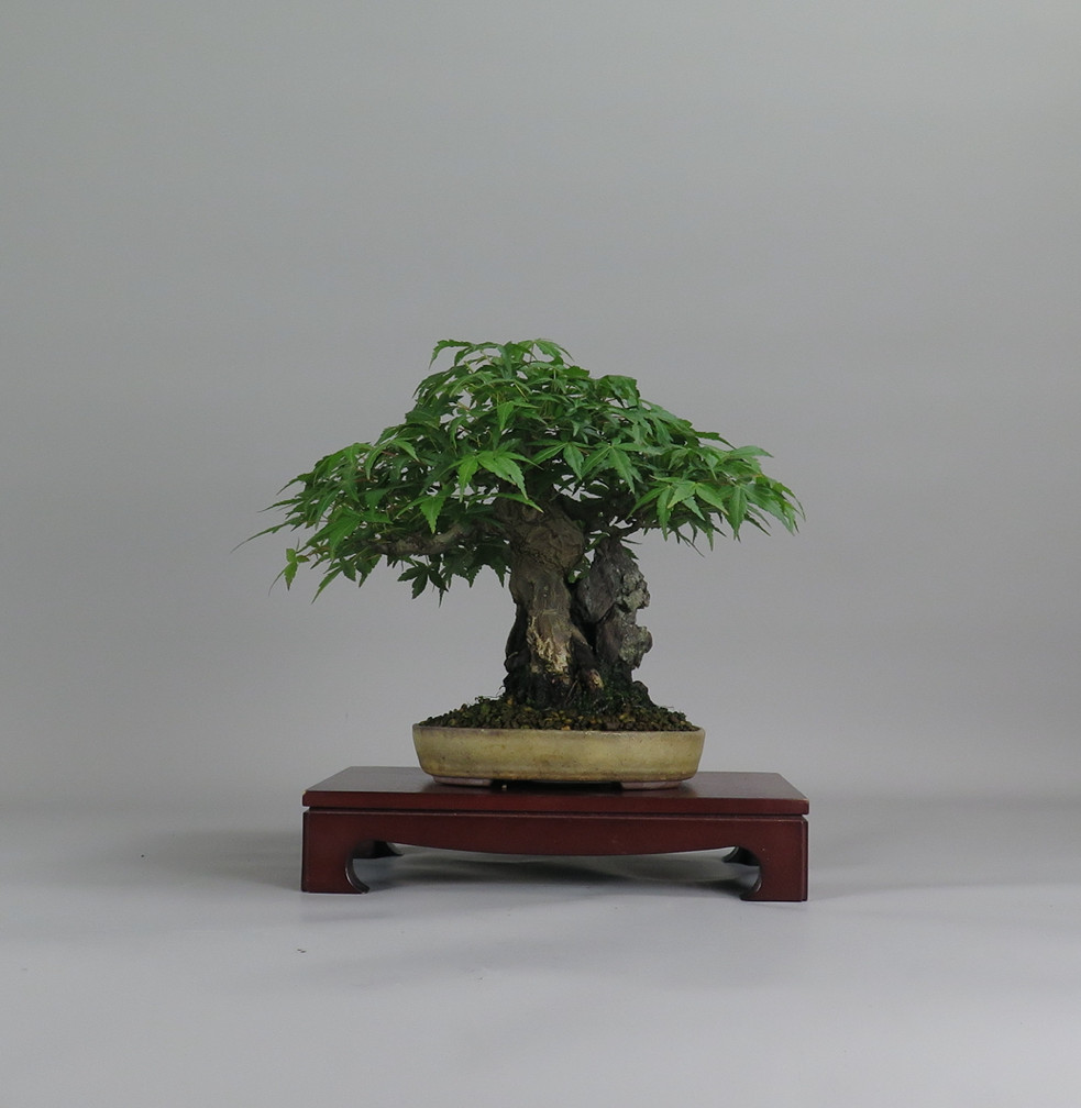 Acer palmatum, frente