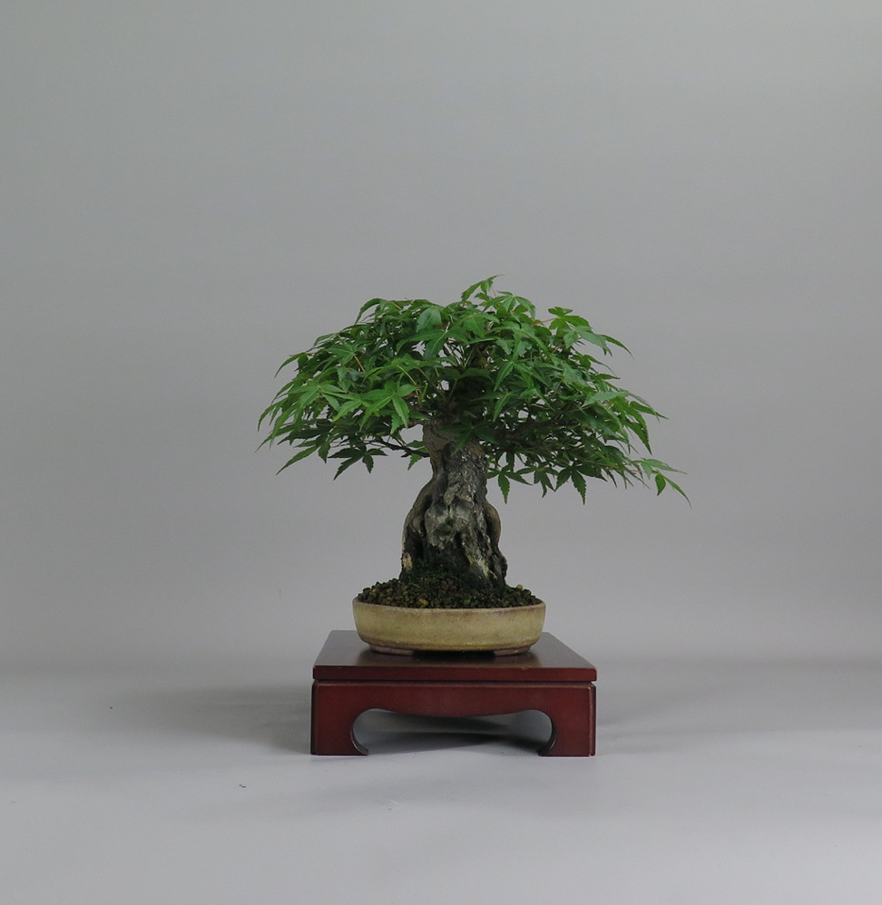 Acer palmatum, lateral 