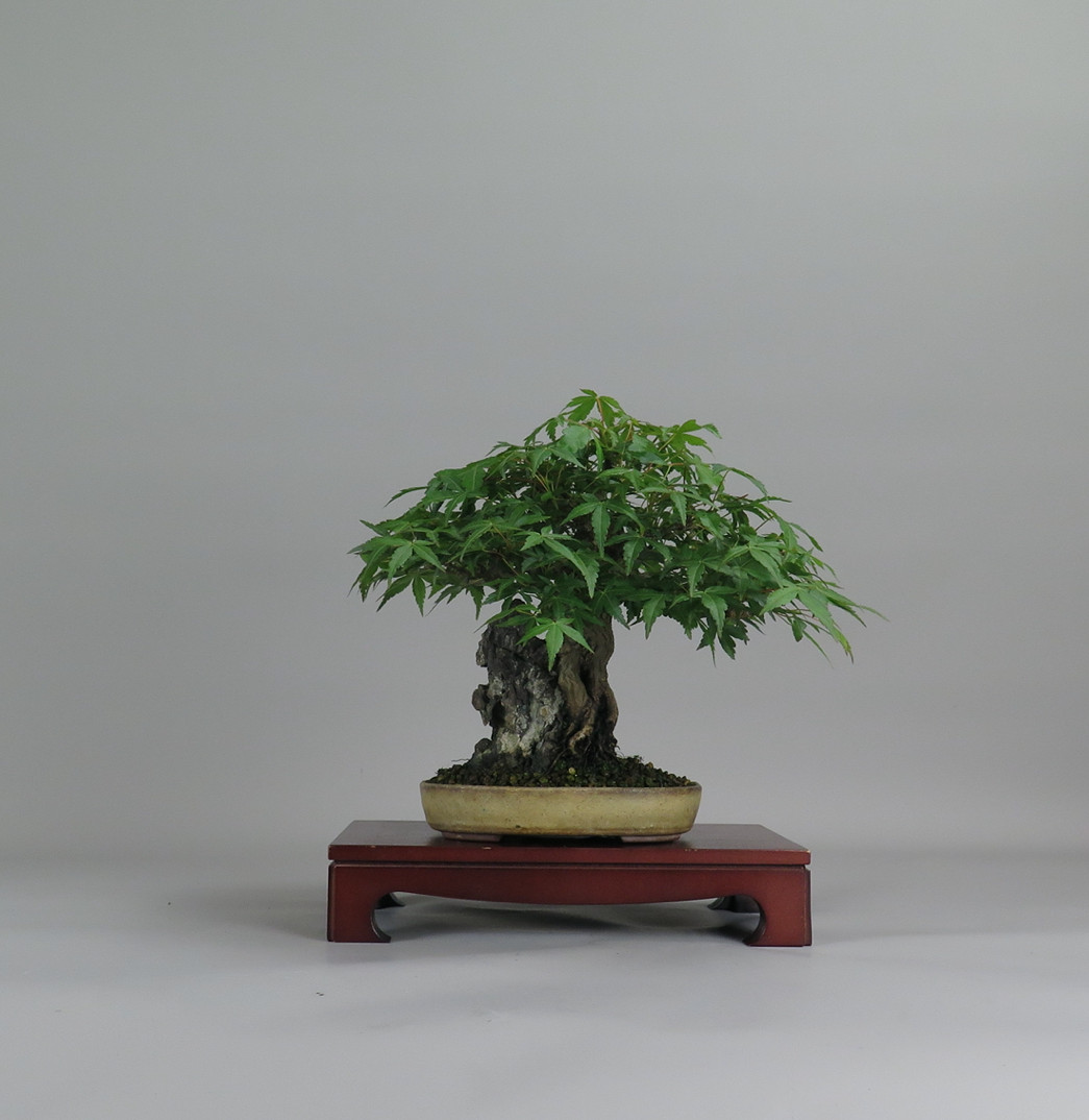 Acer palmatum, espalda