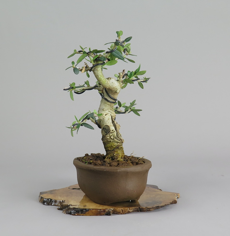 Bonsai de olivo