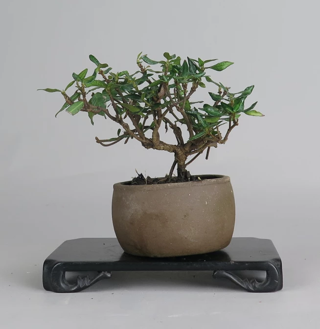 Bonsai de Trachelospermum asiáticum
