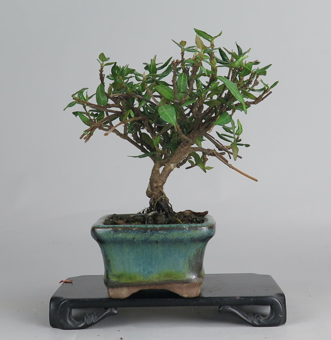 Bonsai de Trachelospermum