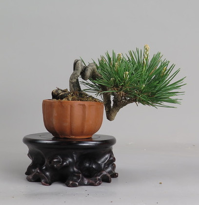 Bonsai de pino