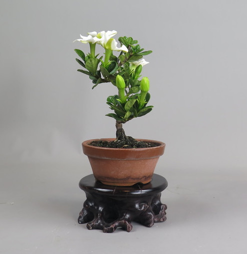 Bonsai de Gardenia