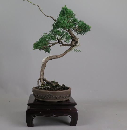 Bonsai de juníperus