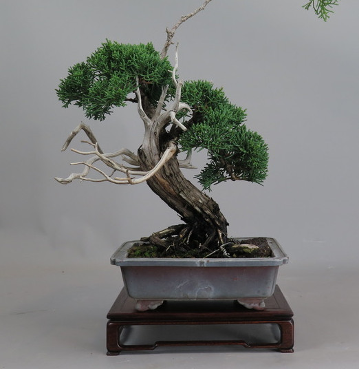 Bonsai de juniperus