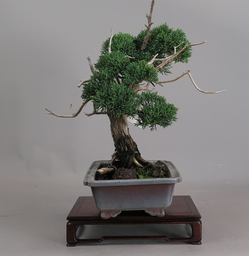 Bonsai de juniperus