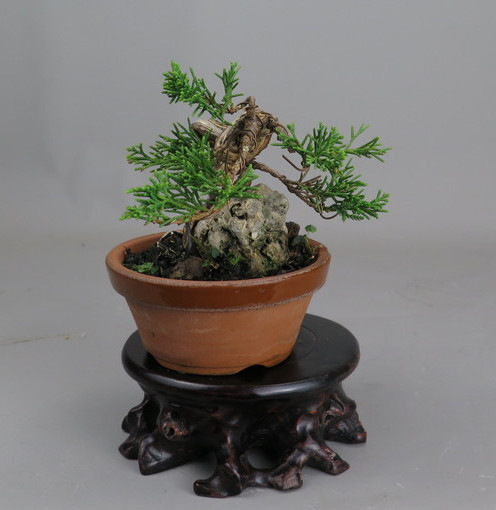 Bonsai de juniperus chinensis