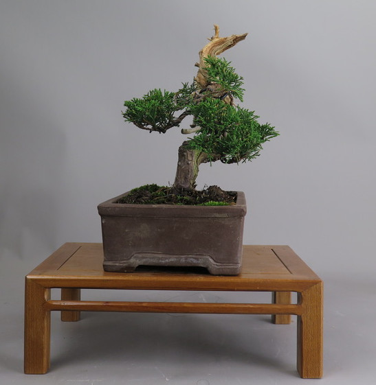 Bonsai de juníperus chinensis