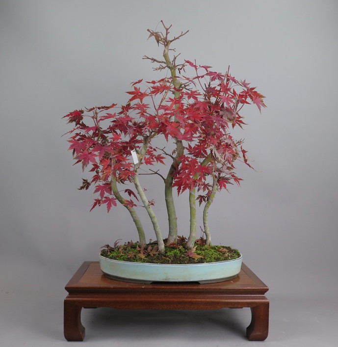 Bonsai de Acer palmatum