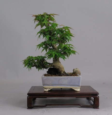 Bonsai de Acer palmatum kotohime