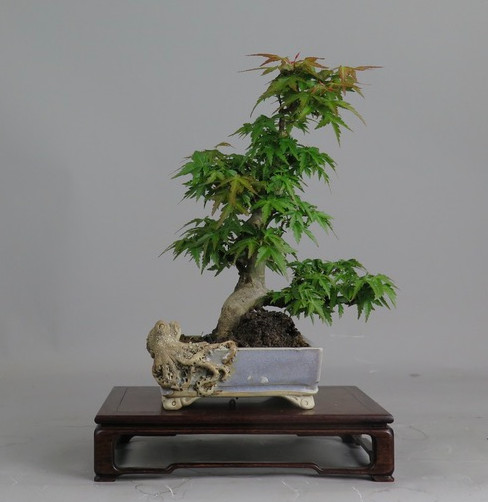 Bonsai de Acer palmatum kotohime