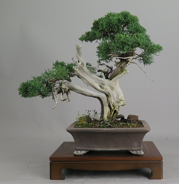 Bonsai de juniperus chinensis
