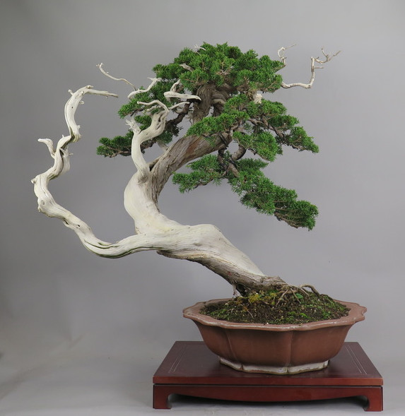 Bonsai de juniperus  chinensis