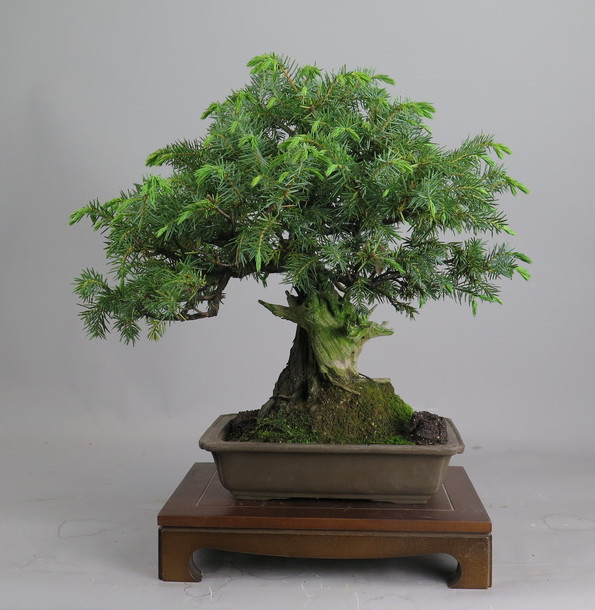 Bonsai de Juníperus rígida