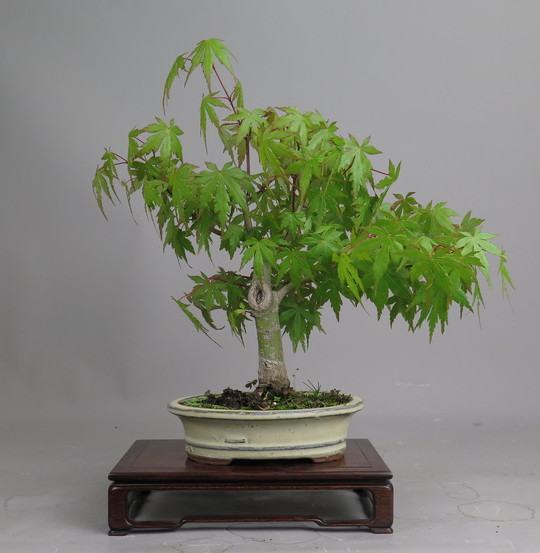 Bonsai de Acer palmatum