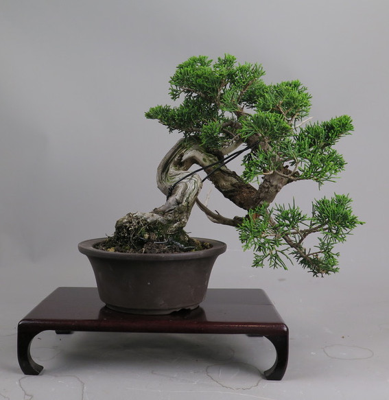 Bonsai de Juniperus chinensis