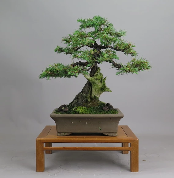 Bonsai de Junperus rgida