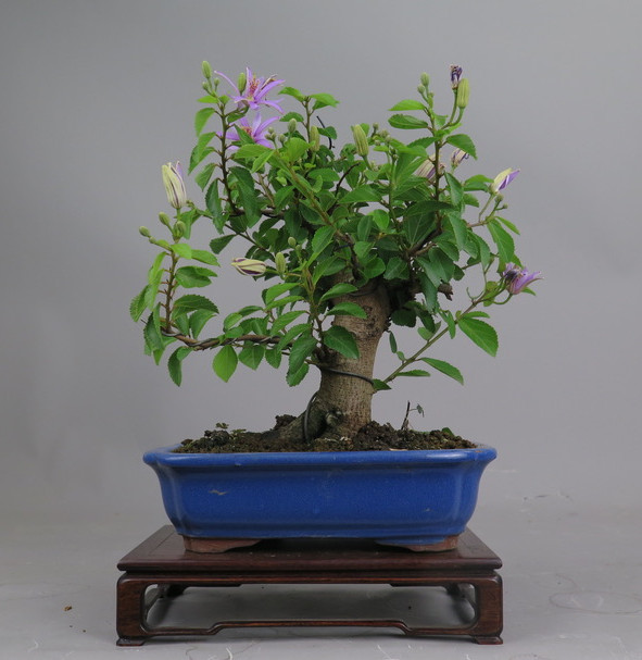 Bonsai de Grewia occidentalis