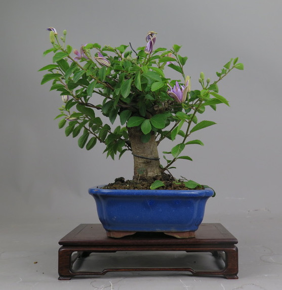 Bonsai de Grewia occidentalis