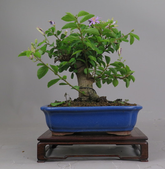 Bonsai de Grewia occidentalis