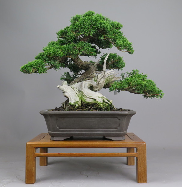 Bonsai de juníperus chinensis
