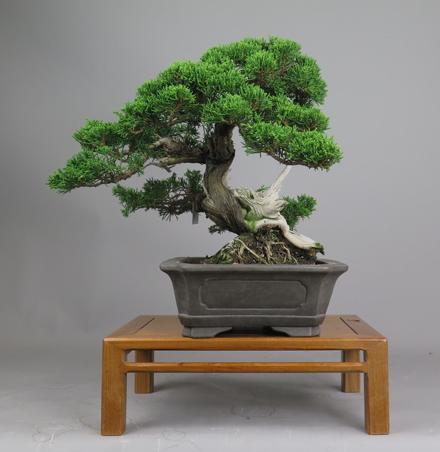 Bonsai de juníperus chinensis
