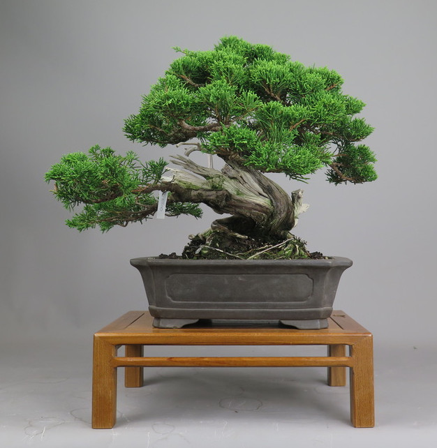 Bonsai de juníperus chinensis