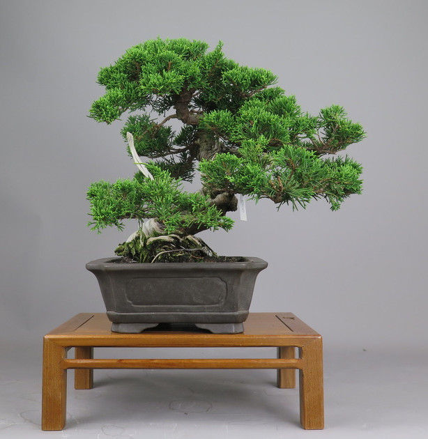 Bonsai de juníperus chinensis