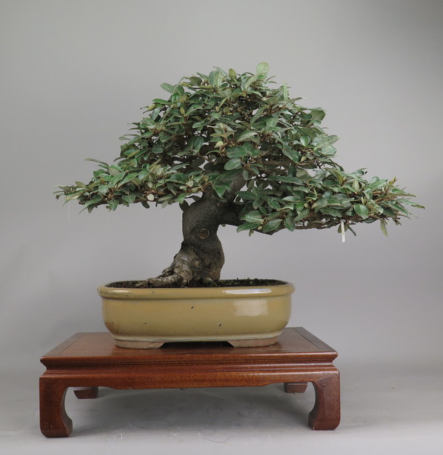 Bonsai de Eleagnus