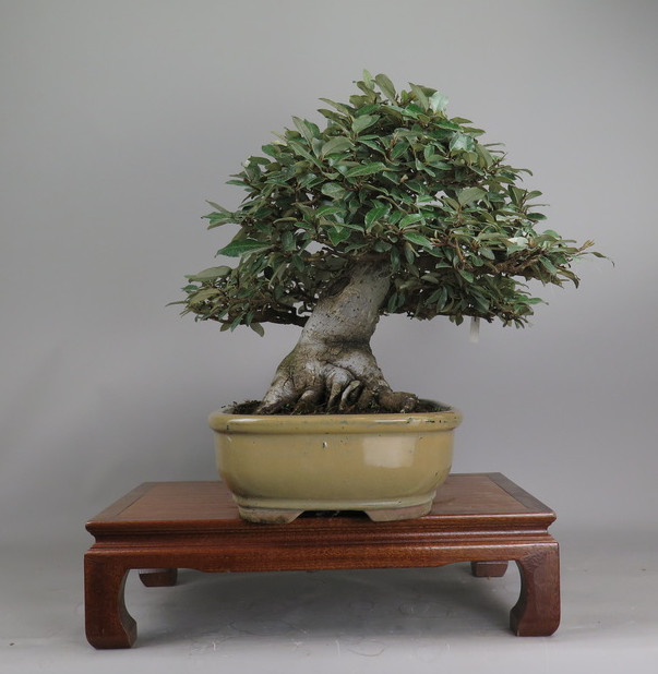 Bonsai de Eleagnus