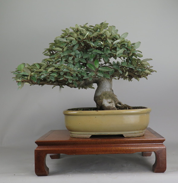 Bonsai de Eleagnus