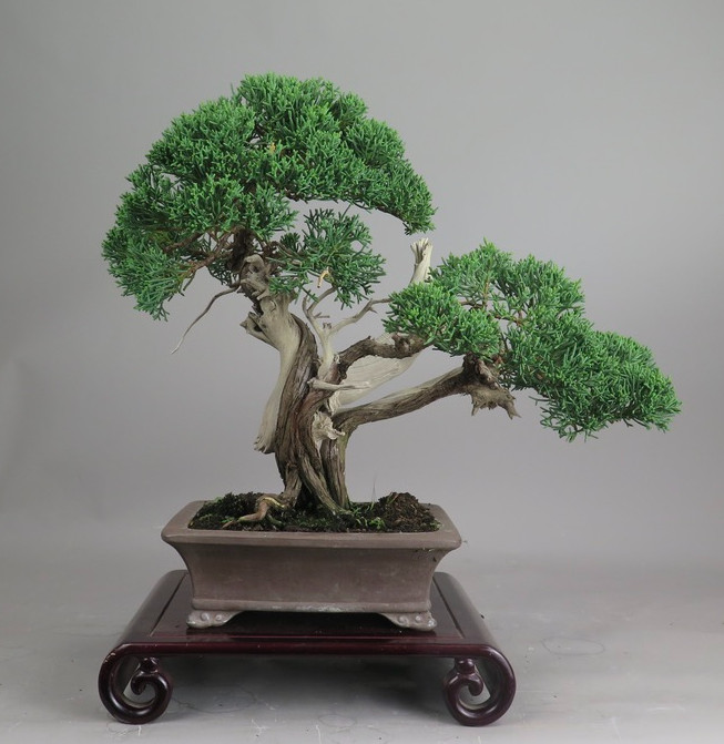 Bonsai de Juniperus chinensis