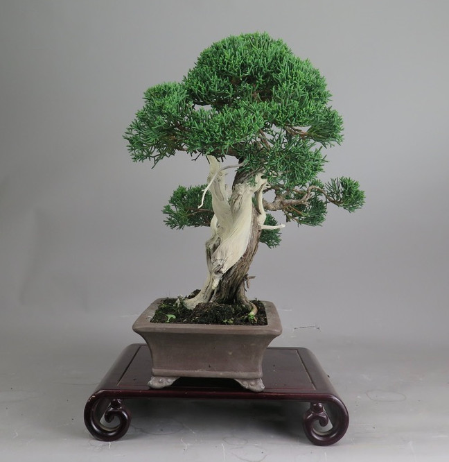 Bonsai de Juniperus chinensis
