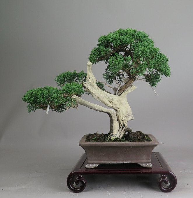 Bonsai de Juniperus chinensis