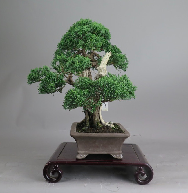 Bonsai de Juniperus chinensis