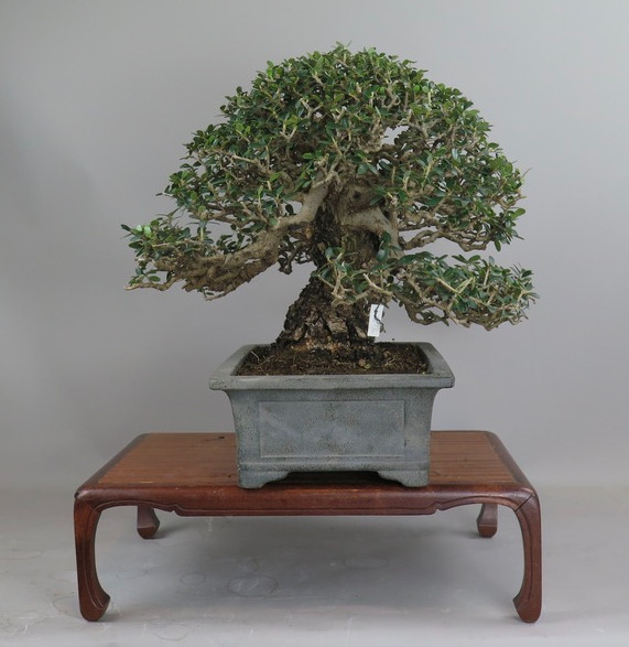 Bonsai de olivo
