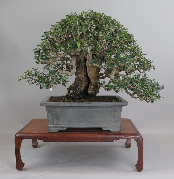 Bonsai de olivo