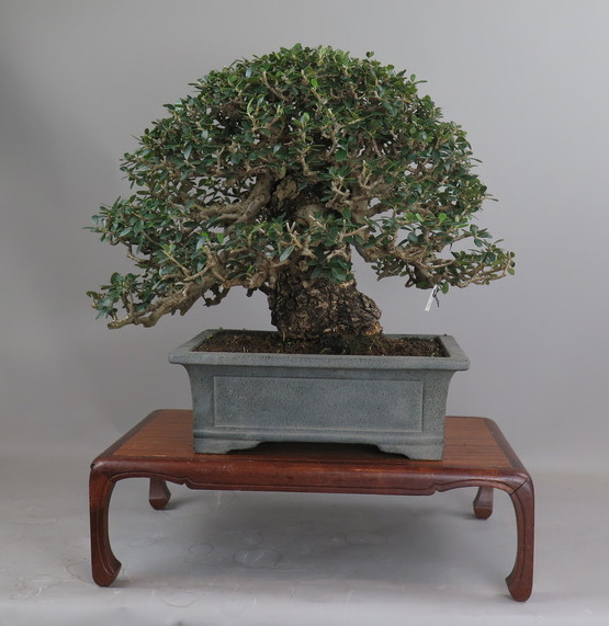 Bonsai de olivo