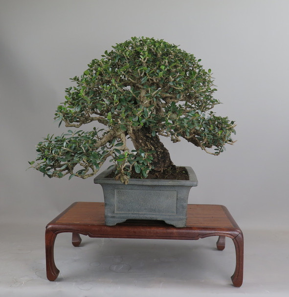 Bonsai de olivo