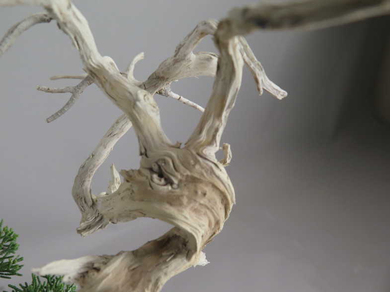 Bonsai de Juniperus chinensis