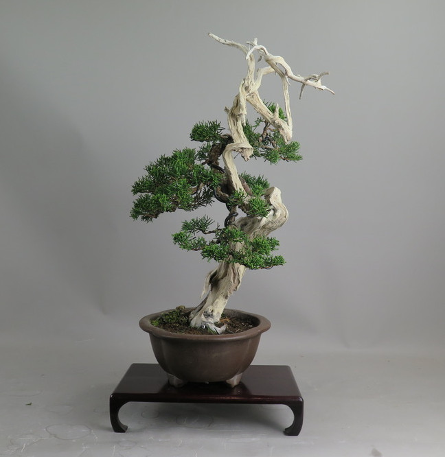Bonsai de Juniperus chinensis