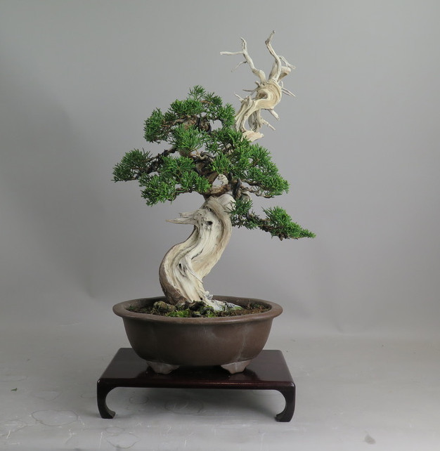 Bonsai de Juniperus chinensis