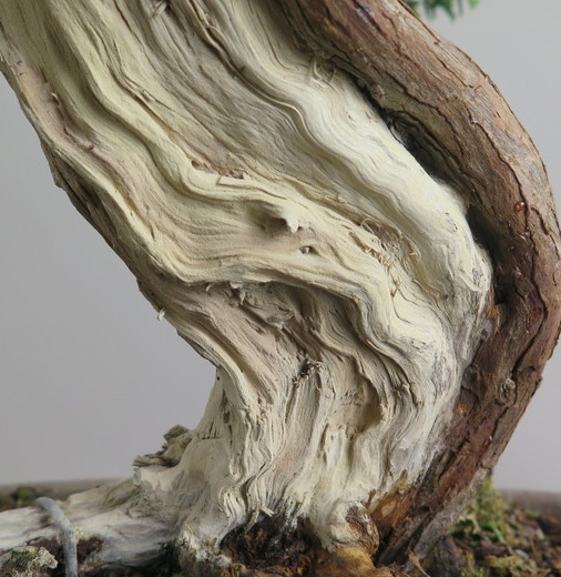 Bonsai de Juniperus chinensis