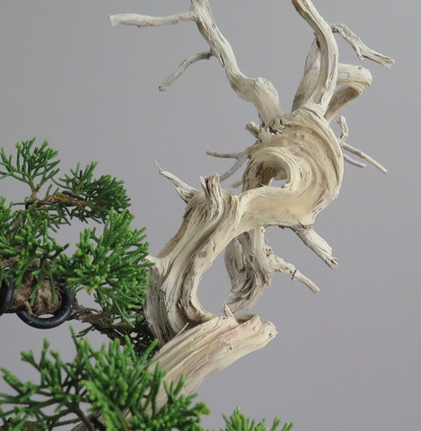 Bonsai de Juniperus chinensis
