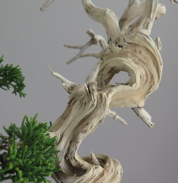 Bonsai de Juniperus chinensis