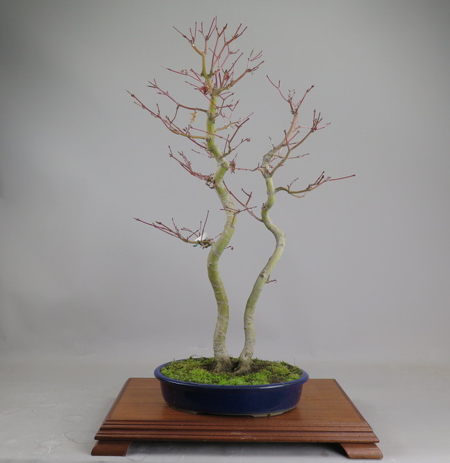 Bonsai de Acer palmatum