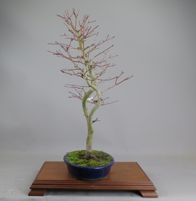 Bonsai de Acer palmatum