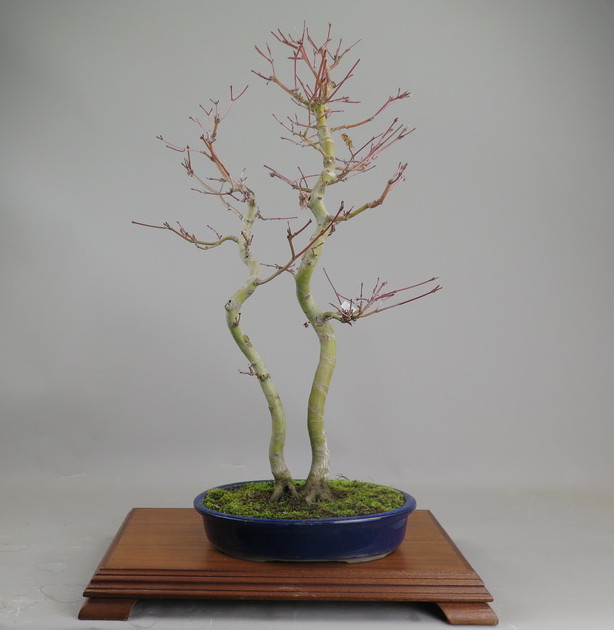 Bonsai de Acer palmatum