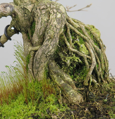 Bonsai de callicarpa
